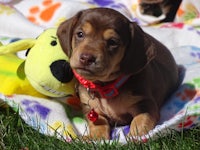 a brown and white puppy laying on a blanket with stuffed animals