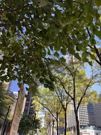 green leaves on a tree