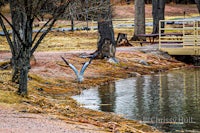 a bird flies over a body of water