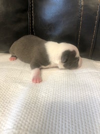 boston terrier puppy laying on top of a couch