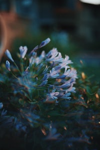 a blurry image of blue flowers in a garden