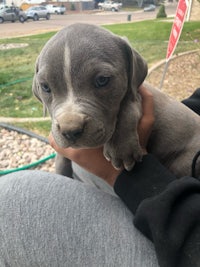 a person is holding a small grey puppy