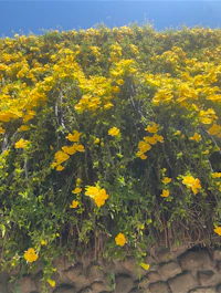 yellow flowers growing on a stone wall