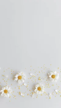 white daisies scattered on a white background