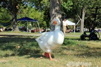 a white goose walking on the grass in a park