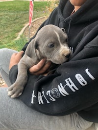 a person is holding a grey pitbull puppy