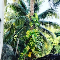 a palm tree in front of a house