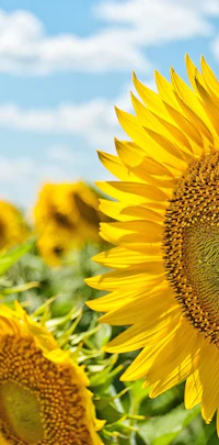sunflowers in a field with a blue sky