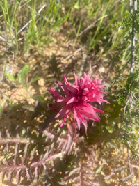 a pink flower is growing out of the ground