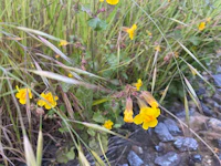yellow flowers growing in a grassy area