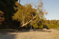 a rocky beach with a swing hanging from a tree
