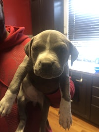 a person is holding a puppy in their arms