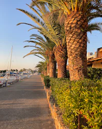 palm trees on the side of the road
