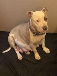 a white and brown dog laying on a bed
