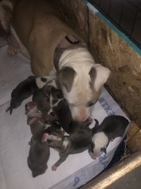 a dog is laying on top of a pile of puppies