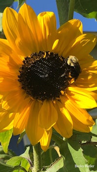 a bee sits on top of a sunflower