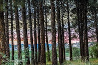 the sun is setting behind a forest of pine trees