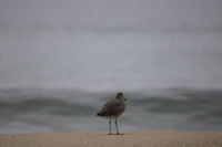 a bird standing on the sand next to the ocean