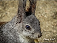 a close up of a squirrel eating a piece of wood