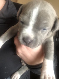 a small grey and white puppy being held by a person