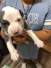 a person holding a small white and blue puppy