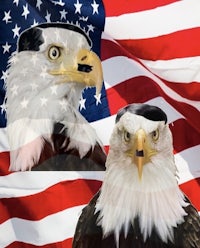 two bald eagles in front of an american flag