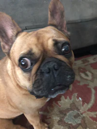 a french bulldog looking up at the camera