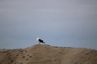 a bird is standing on top of a sand mound