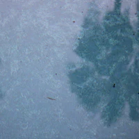 a shadow of a tree on a snowy surface