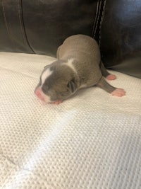 a grey and white puppy laying on top of a couch