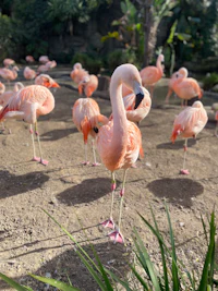 flamingos in a zoo