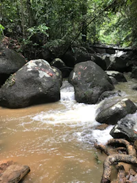 a river in the jungle with rocks in it