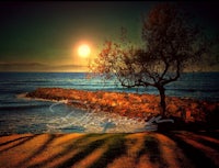 a lone tree near the ocean at sunset