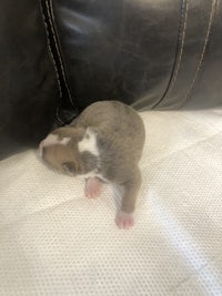 a brown and white puppy laying on top of a couch