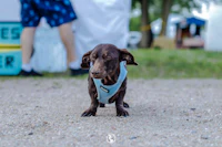 a brown dog wearing a blue vest standing on a dirt road
