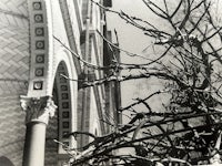 a black and white photo of a tree in front of a building