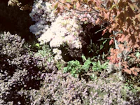 a garden with a lot of flowers in it