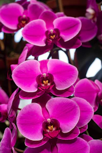 a close up of purple orchids in a garden