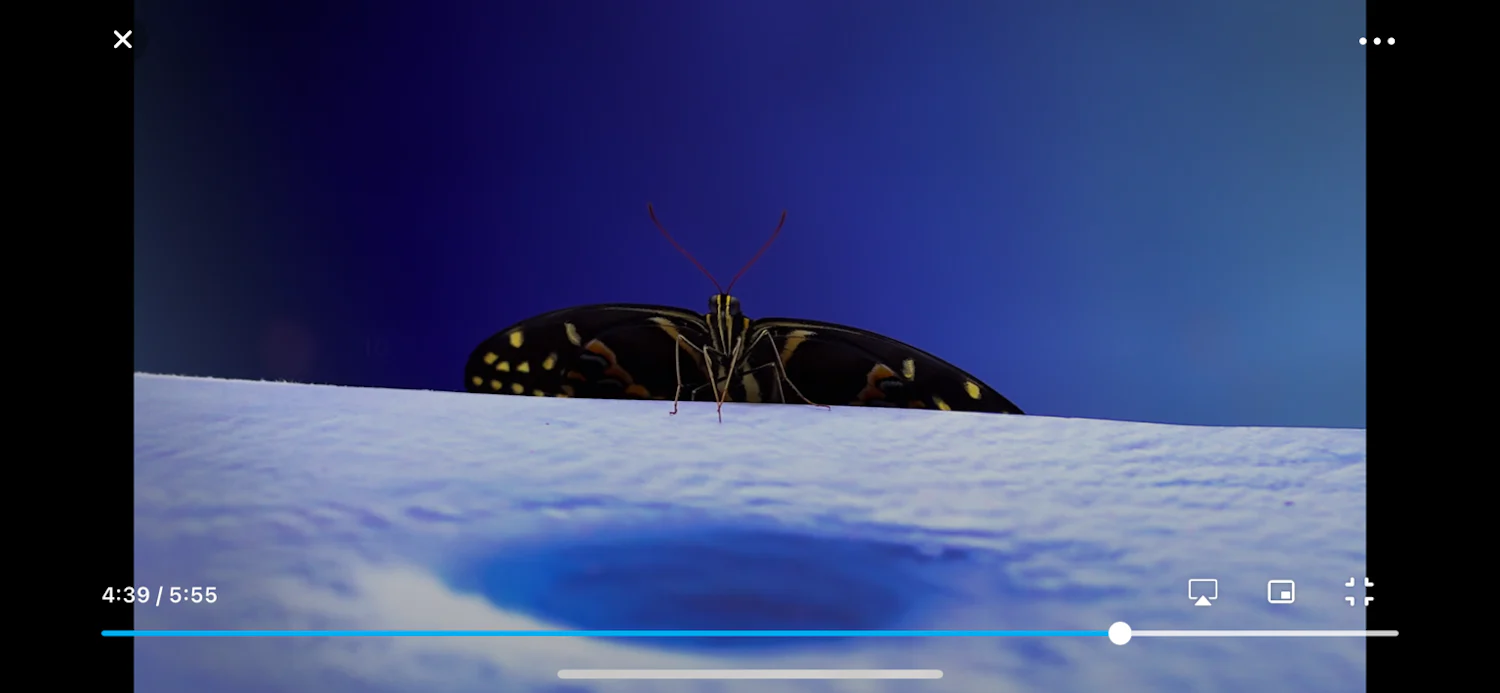 a butterfly sitting on top of a blue background