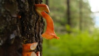 orange mushrooms growing on a tree trunk