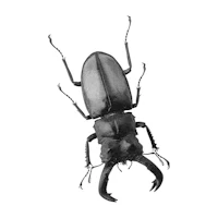 a black and white drawing of a beetle