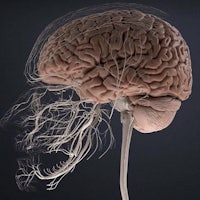a 3d model of a human brain