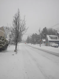 a snow covered street with a lone tree