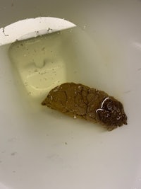 a brown worm in a toilet bowl