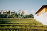 rice fields in bali, indonesia