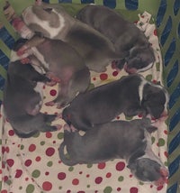 a group of puppies laying in a basket