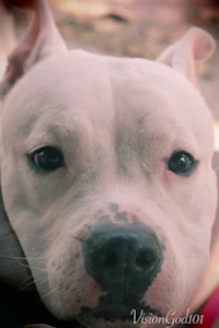 a white dog laying on the ground