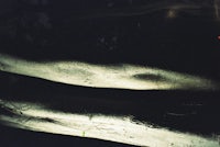 a tree trunk in the dark