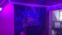 a room with purple lights and a purple tapestry