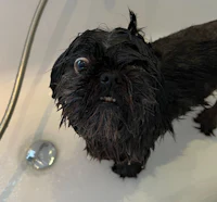 a black dog with a wet face in a bathtub